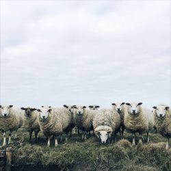 Sheep-3